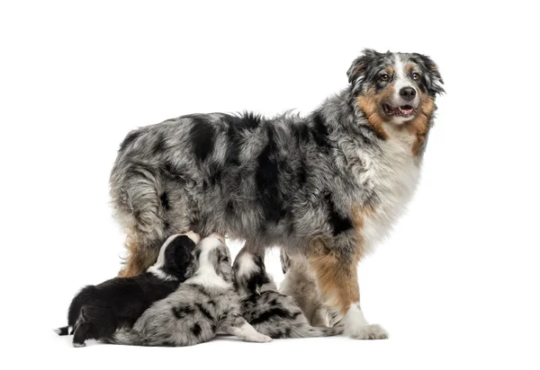 Mom purebred and her crossbreed puppies isolated on white — Stock Photo, Image