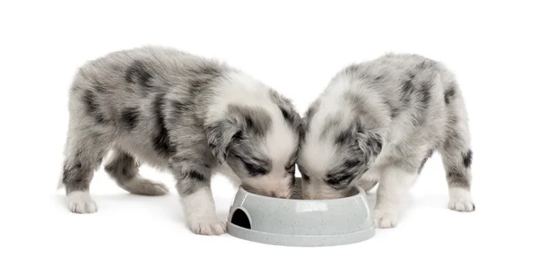 Two puppies crossbreed drinking isolated on white — Stock Photo, Image