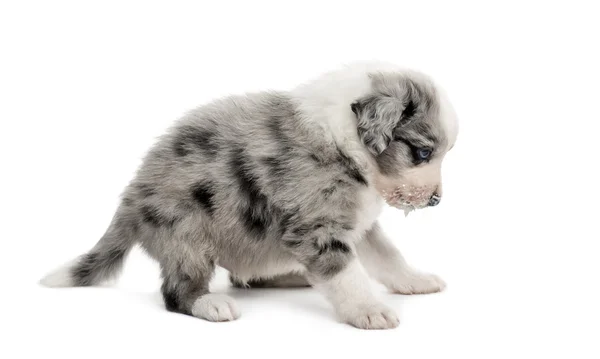 Vista laterale di un cucciolo incrocio isolato su bianco — Foto Stock