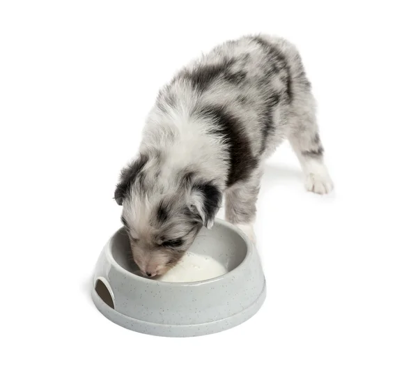 Top view of a crossbreed puppy drinking isolated on white — Stock Photo, Image