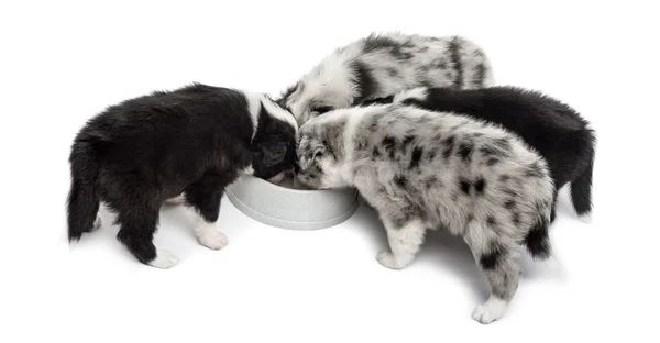 Gruppo di giovani incrocio cane bere isolato su bianco — Foto Stock