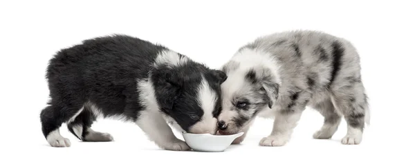 Two puppies crossbreed drinking isolated on white — Stock Photo, Image