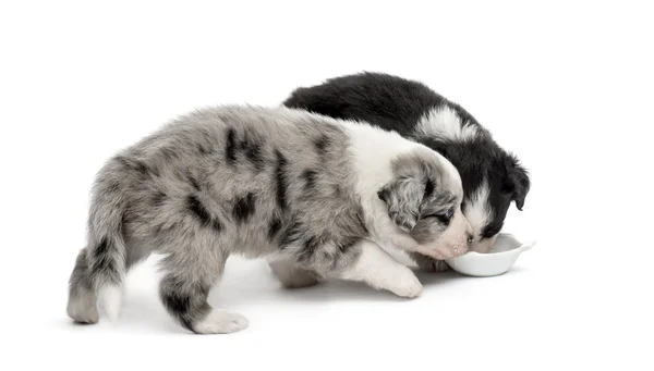 Dos cachorros cruzados beber aislado en blanco — Foto de Stock