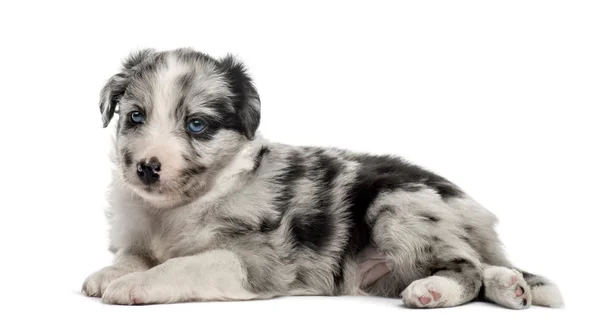 Mladý kříženec štěně vleže izolované na bílém — Stock fotografie