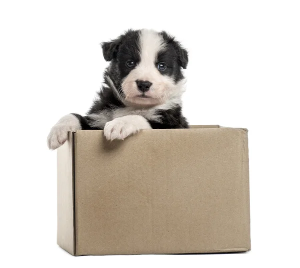 Mischlingshund kommt isoliert auf weiß aus einer Box — Stockfoto