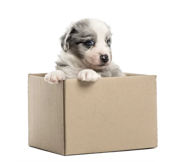 Crossbreed puppy getting out of a box isolated on white — Stock Photo, Image