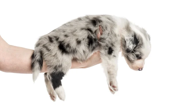 Mano tenendo un cucciolo incrocio isolato su bianco — Foto Stock