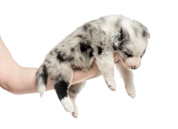 Ruka držící křížit štěně izolované na bílém — Stock fotografie