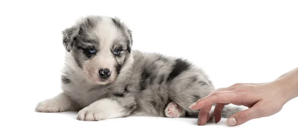 Chiot croisé et une main humaine isolés sur blanc — Photo