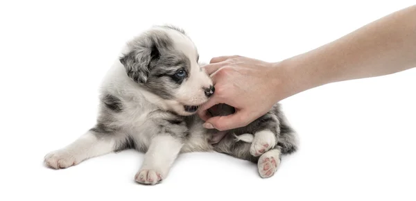 Kříženec, štěně a lidská ruka izolované na bílém — Stock fotografie