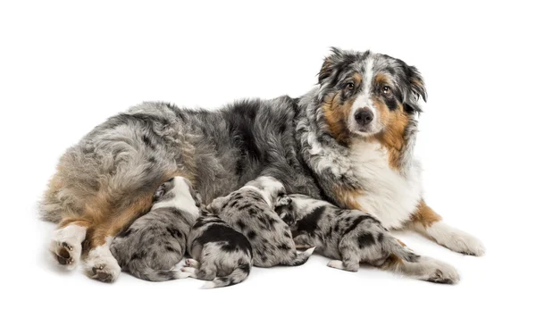 Group of 21 day old crossbreed puppies suckling form mother — Stock Photo, Image