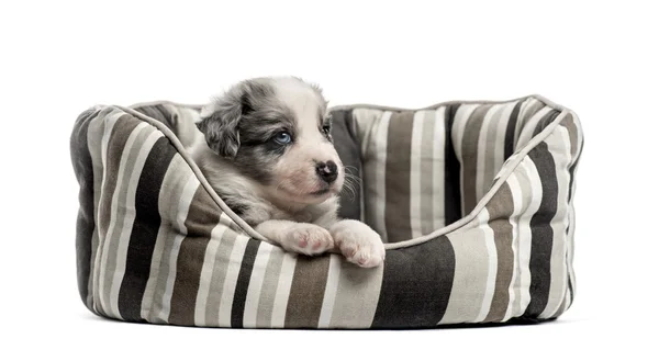 Young crossbreed puppy sleeping in a crib isolated on white — Stock Photo, Image