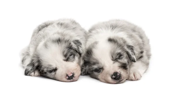 Two crossbreed puppies sleeping relax isolated on white — Stock Photo, Image