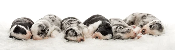 Gruppo di cuccioli di razza incrociata di 21 giorni che dormono insieme — Foto Stock