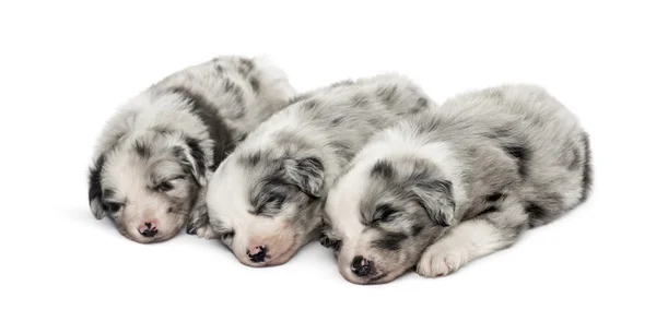 Группа щенков скрещивания спящих изолированных на белом — стоковое фото