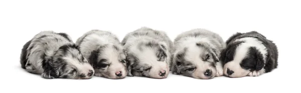 Grupo de filhotes mestiços dormindo isolados em branco — Fotografia de Stock