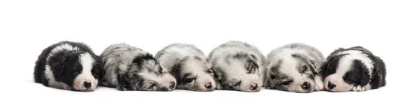 Beyaz izole grup uyku azman Puppies — Stok fotoğraf