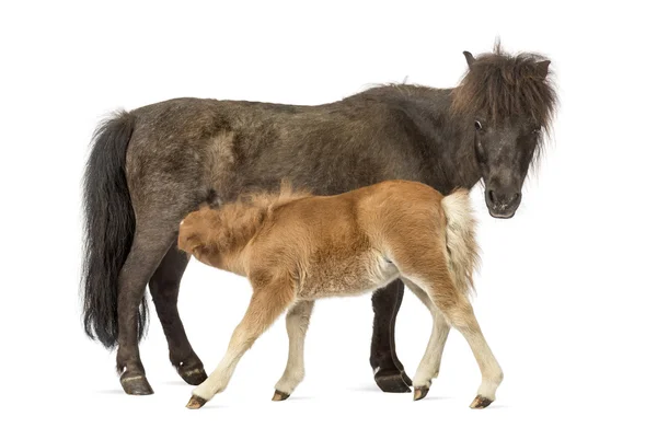Moeder pony en haar veulen voeding geïsoleerd op wit — Stockfoto