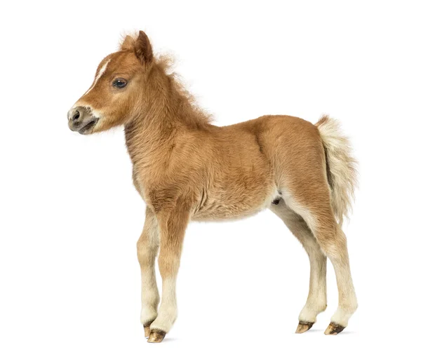 Vista laterale giovane poney, puledro contro sfondo bianco — Foto Stock