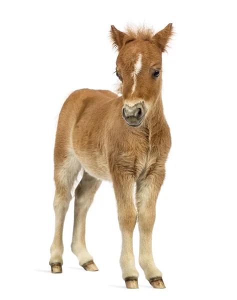 Vista frontale di un giovane poney, puledro sullo sfondo bianco — Foto Stock