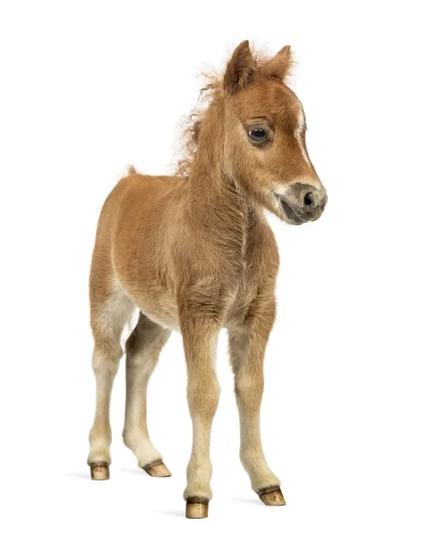 Vooraanzicht van een pony, jonge veulen tegen witte achtergrond — Stockfoto