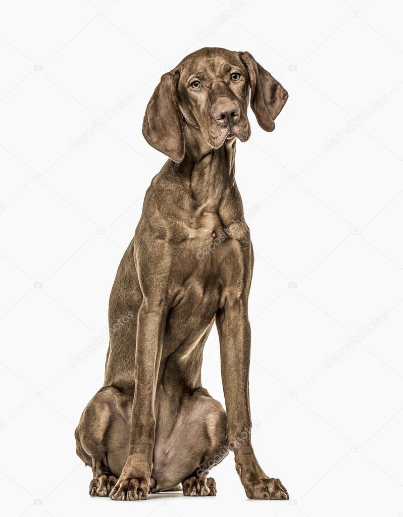 Vizsla puppy sitting, 6 months old, isolated on white