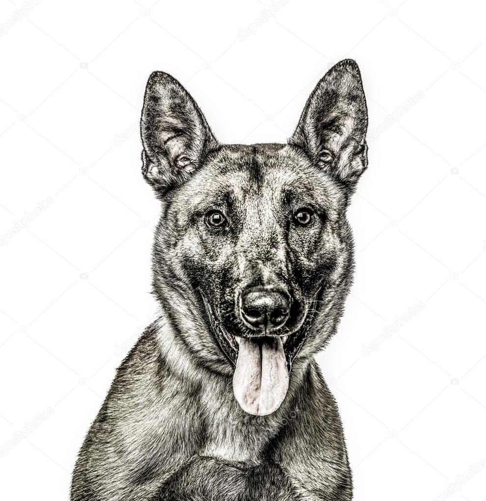 Close-up of Malinois, Belgian Shepard, isolated on white