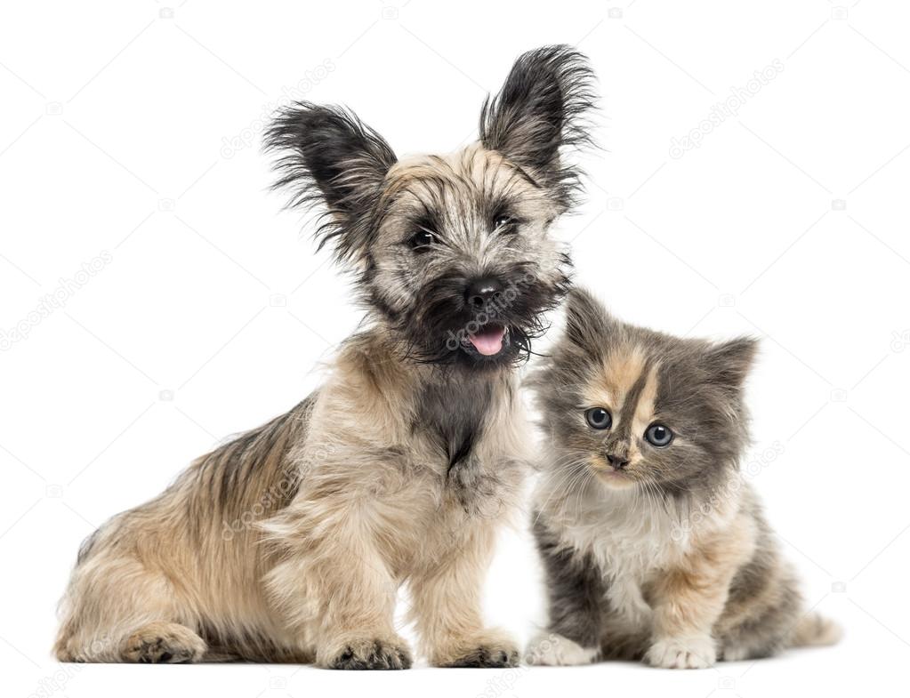 Skye Terrier and European Shorthair facing isolated on white