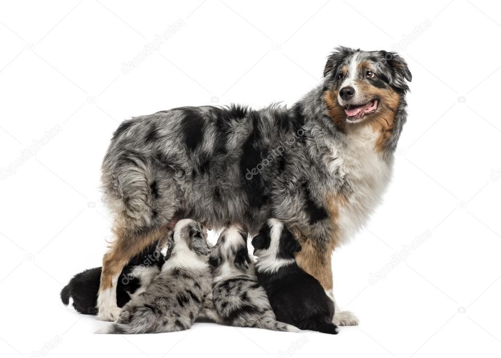 Mom purebred and her crossbreed puppies isolated on white