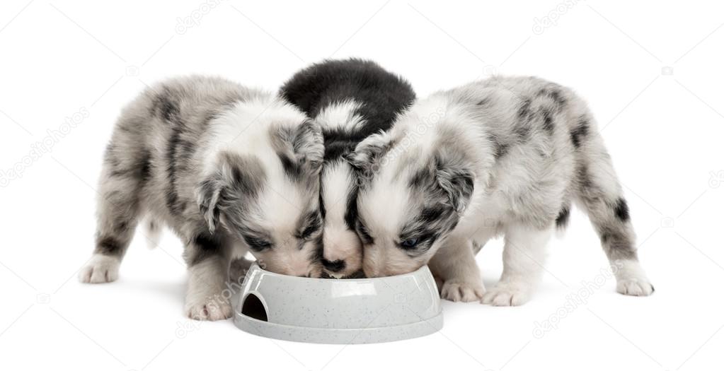 Group puppies crossbreed drinking isolated on white