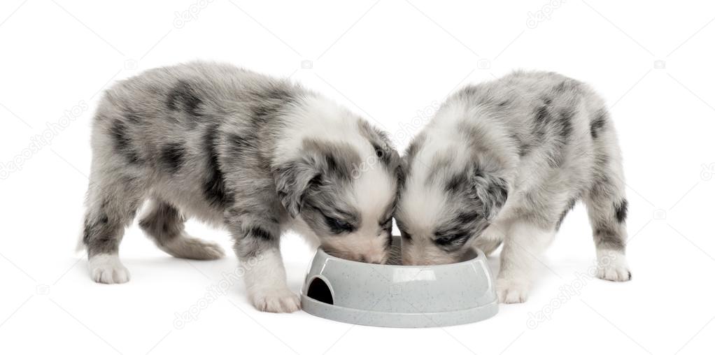two puppies crossbreed drinking isolated on white