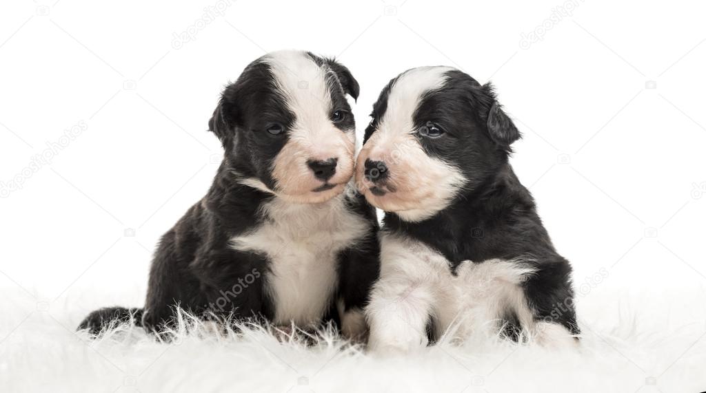 21 day old crossbreed puppies sitting together on white fur