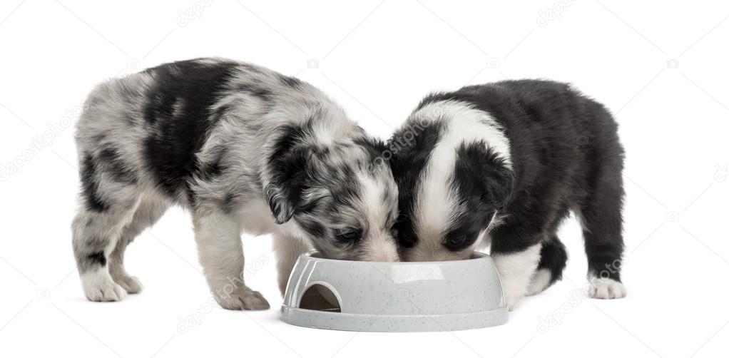 two puppies crossbreed drinking isolated on white