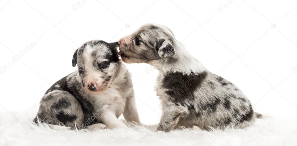 Two 21 day old crossbreed puppies playfully licking ear