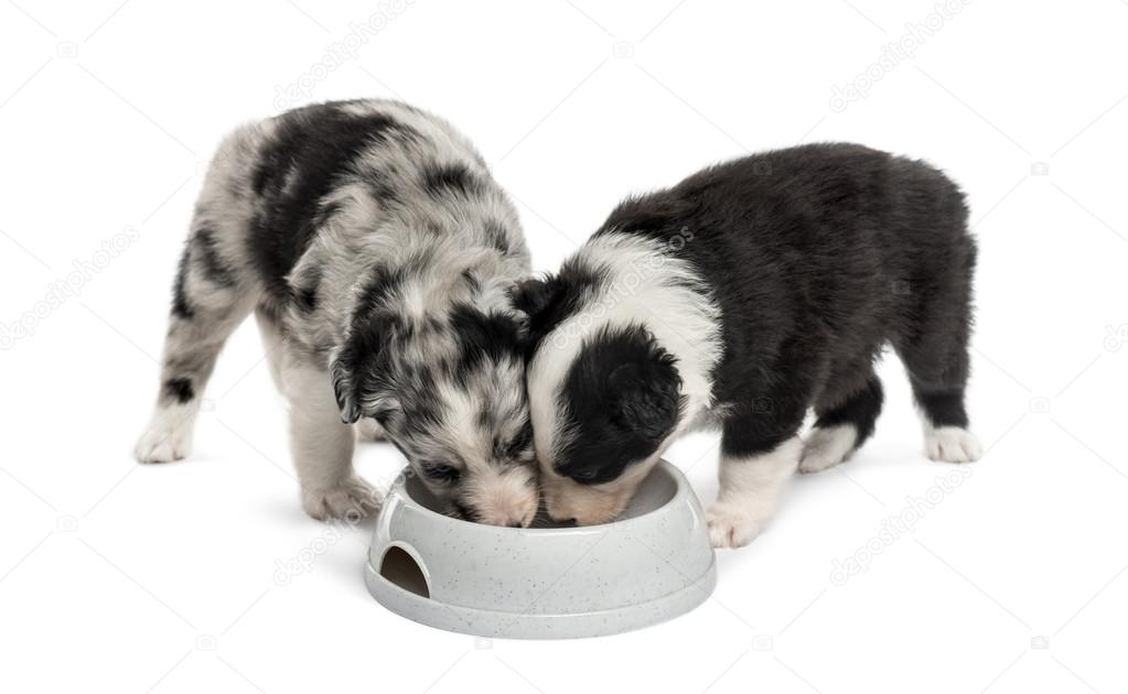 two puppies crossbreed drinking isolated on white