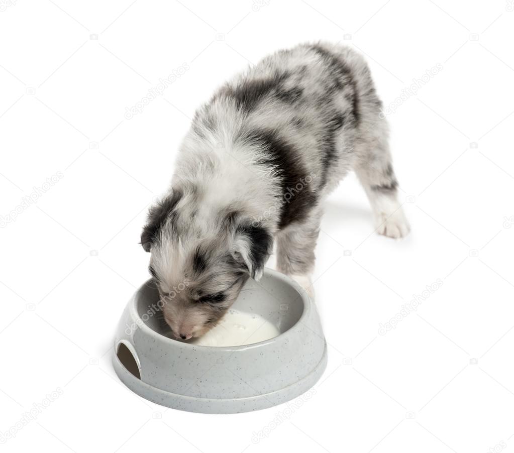 Top view of a crossbreed puppy drinking isolated on white