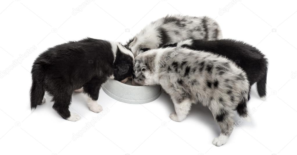 Group of young crossbreed dog drinking isolated on white