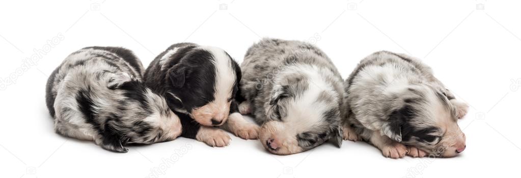 Group of 21 day old crossbreed puppies sleeping together