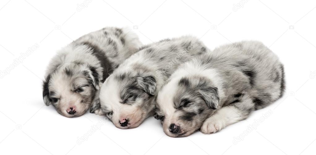 Group of crossbreed puppies sleeping isolated on white