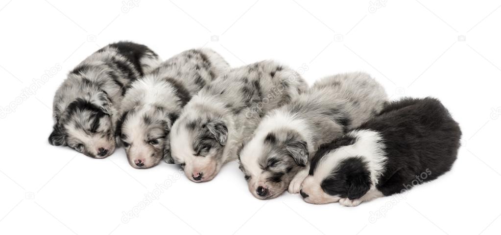 Group of crossbreed puppies sleeping isolated on white