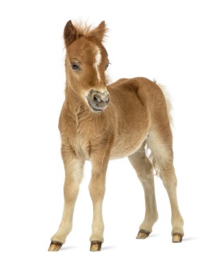 Poney, bir tayı bakan beyaz arka plan karşı yan görünüm