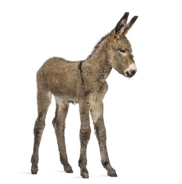 Provence eşek tayı beyaz izole