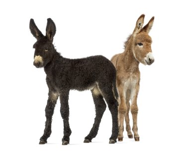 İki eşek tayı, üzerinde beyaz izole baudet du poitoux