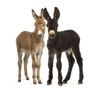 İki eşek tayı, üzerinde beyaz izole baudet du poitoux