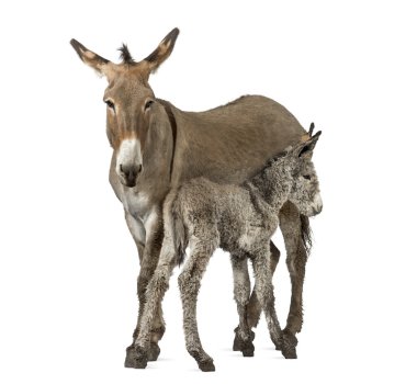 Anne provence eşek ve onun Tay beyaz izole