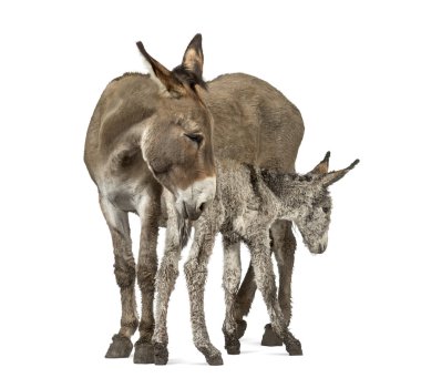 Anne provence eşek ve onun Tay beyaz izole