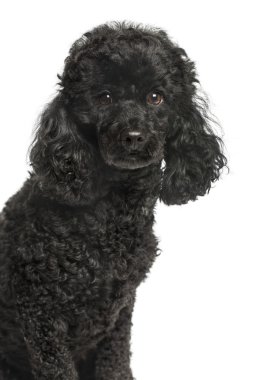 Kamera, beyaz izole bakarak fino köpeği Close-Up