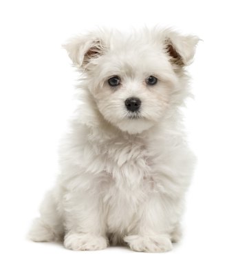 Malta puppy, 3 aylık beyaz izole