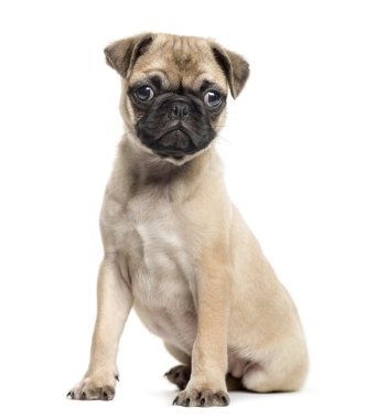 Pug köpek yavrusu, 3 aylık beyaz izole