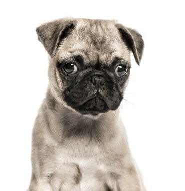 Pug köpek yavrusu, 3 aylık close-up, izole üzerinde beyaz